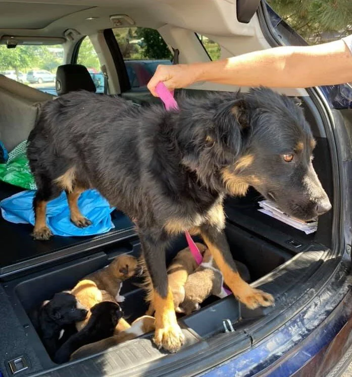 Supporting Soul Dog Rescue — C.A.R.E